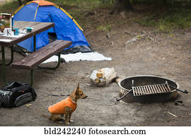 Dog sitting near fire pit at campsite
