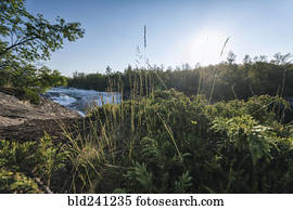 foliage, perto, remoto, rio