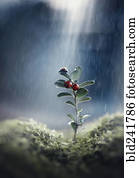 ladybug, ligado, seedling, em, chuva