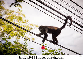 macaco, escalando, ligado, fios