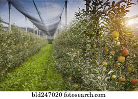 maçãs, crescendo, ligado, árvores