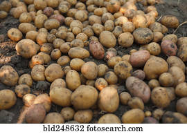Potatoes in dirt