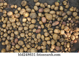 Potatoes in dirt