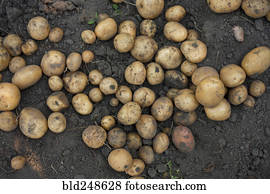 Potatoes on dirt