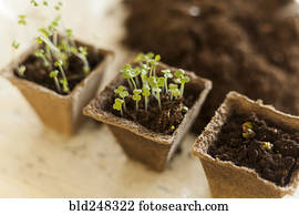 Seedlings in soil