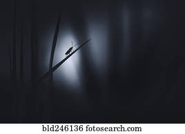 silueta, de, inseto, ligado, lâmina grama