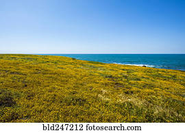 wildflowers, perto, oceânicos