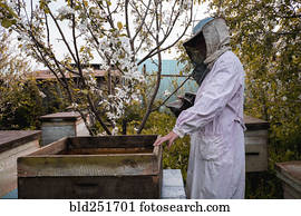 apicultor, e, abelha, colmeias