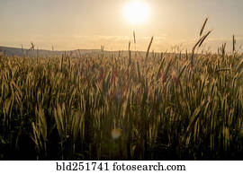 campo, de, trigo, en, ocaso