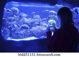 Caucasian woman photographing fish in aquarium