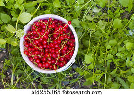 cesta, de, bagas vermelhas