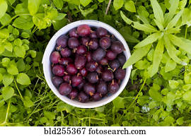 cesta, de, roxo, bagas