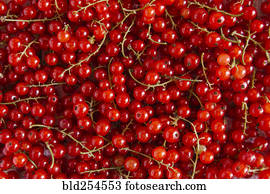 cima, de, bagas vermelhas