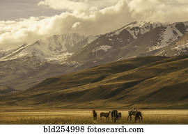 Horses in valley near mountains