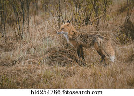 raposa, ficar, em, floresta