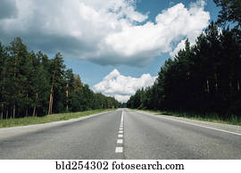 Trees near distant road