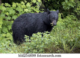 urso molhado, comer, foliage