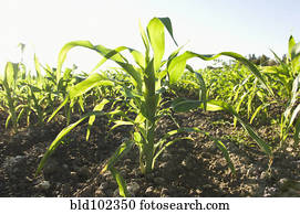 milho, crescendo, em, campo