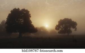 árvores, em, campo, com, luz nebulosa sol