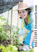 Hispanic woman gardening