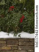 bagas vermelhas, em, neve