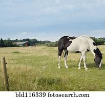 cavalo pasta, em, prado