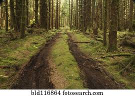 Dirt Road Through Forest
