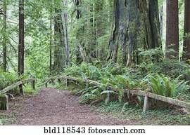 Open air theatre space in a clearing in Redwood National park