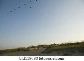 pássaros voando, sobre, praia