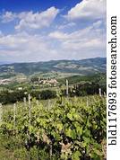 videiras, crescendo, ligado, encosta