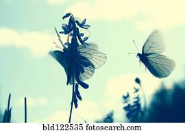 borboletas, aterragem, ligado, flor