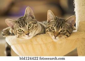 gatinhos, sentando, em, gato, árvore