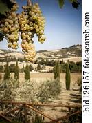 uvas, crescendo, em, vinhedo