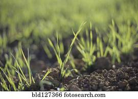 Close Up on Soil and Grass
