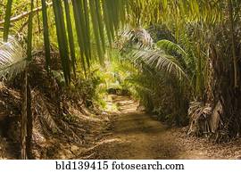 Dirt path in lush forest