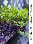 High angle view of plants growing in tray