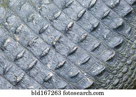 cima, de, áspero, jacaré, pele