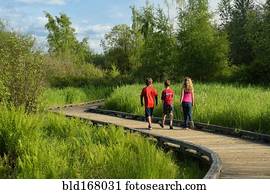 crianças, andar, ligado, passeio madeira, em, wetland, pântano
