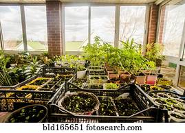 plantas, crescendo, dentro