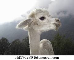 cima, de, lhama, ficar, perto, montanha