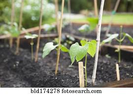 seedlings, crescendo, em, plantadores