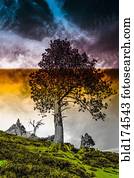 Tree growing on remote hillside