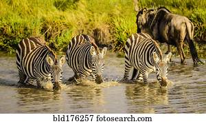 zebras, bebendo, em, buraco água