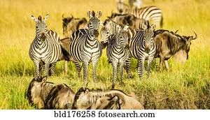 zebras, e, wildebeest, estar grama