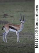 Animal grazing in field