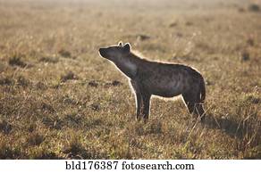 Animal standing in grass