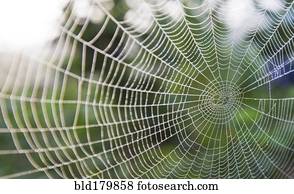 cima, de, teia aranha