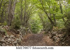 Dirt path in remote forest