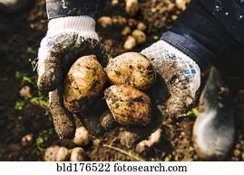Gardener holding potatoes in dirt