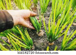 Hand picking vegetable in dirt